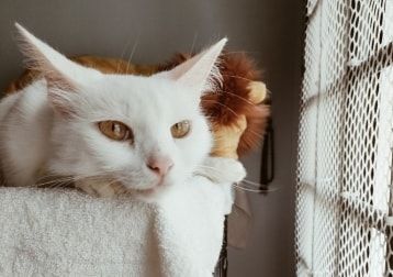 Portrait of Muezza, the cat