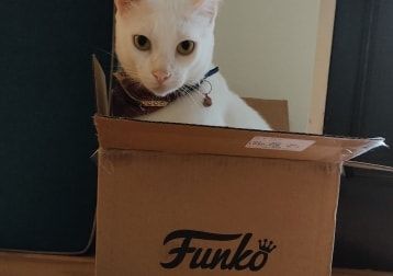 Portrait of Assad, the cat