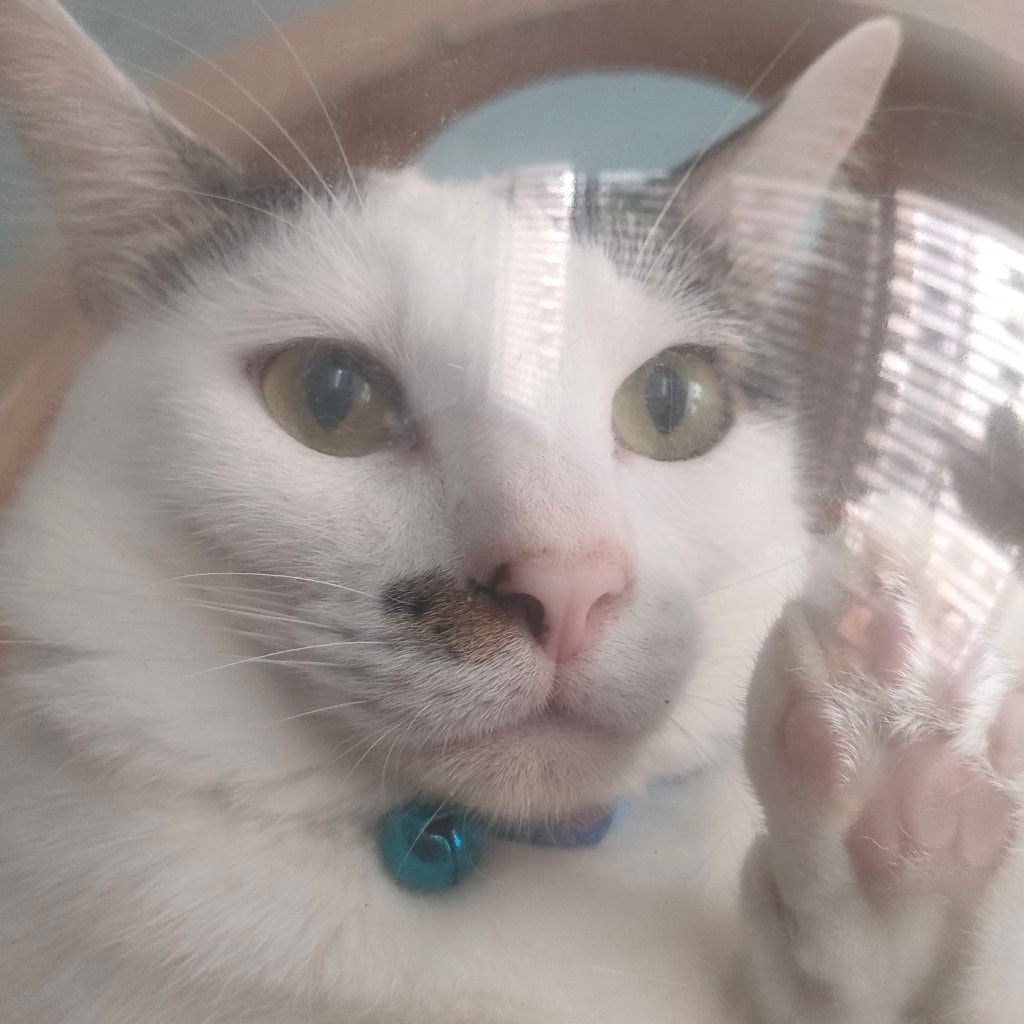 Portrait of Ruru, the cat