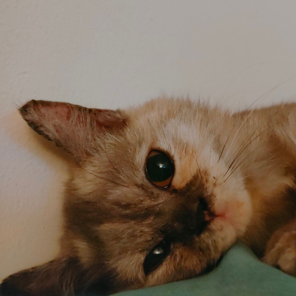 Portrait of MotMot, the cat