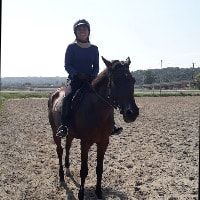 Portrait of Royale - Former Race Horse, the horse