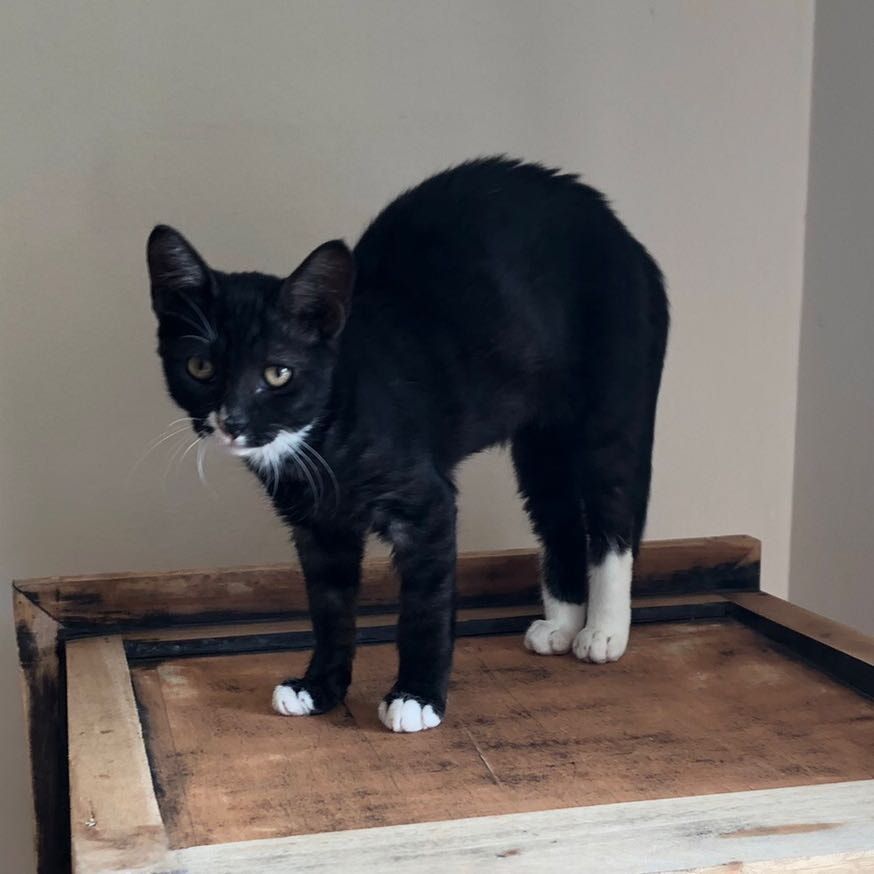 Portrait of Demon, the cat