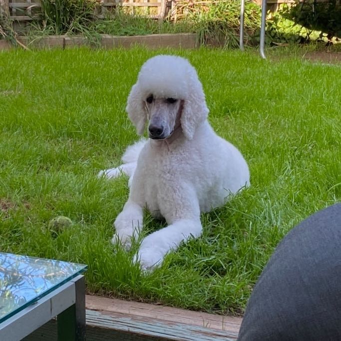 Portrait of Hunter, the dog