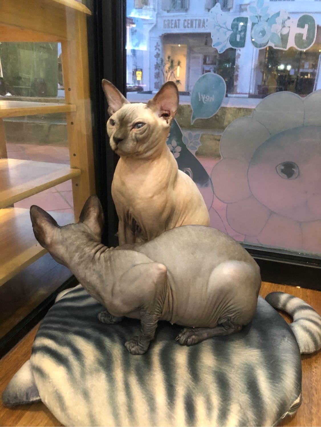 image-6