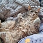 Portrait of Moofty, the cat