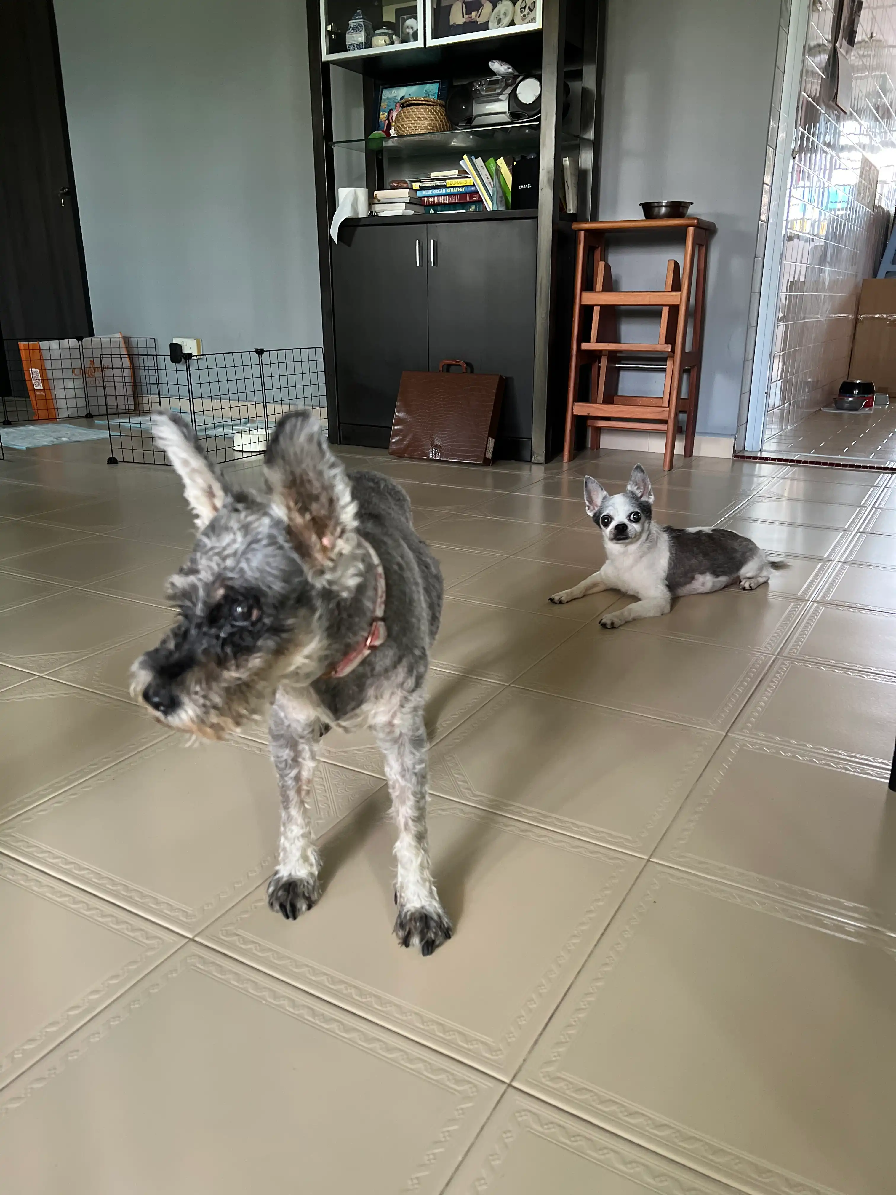 image-7