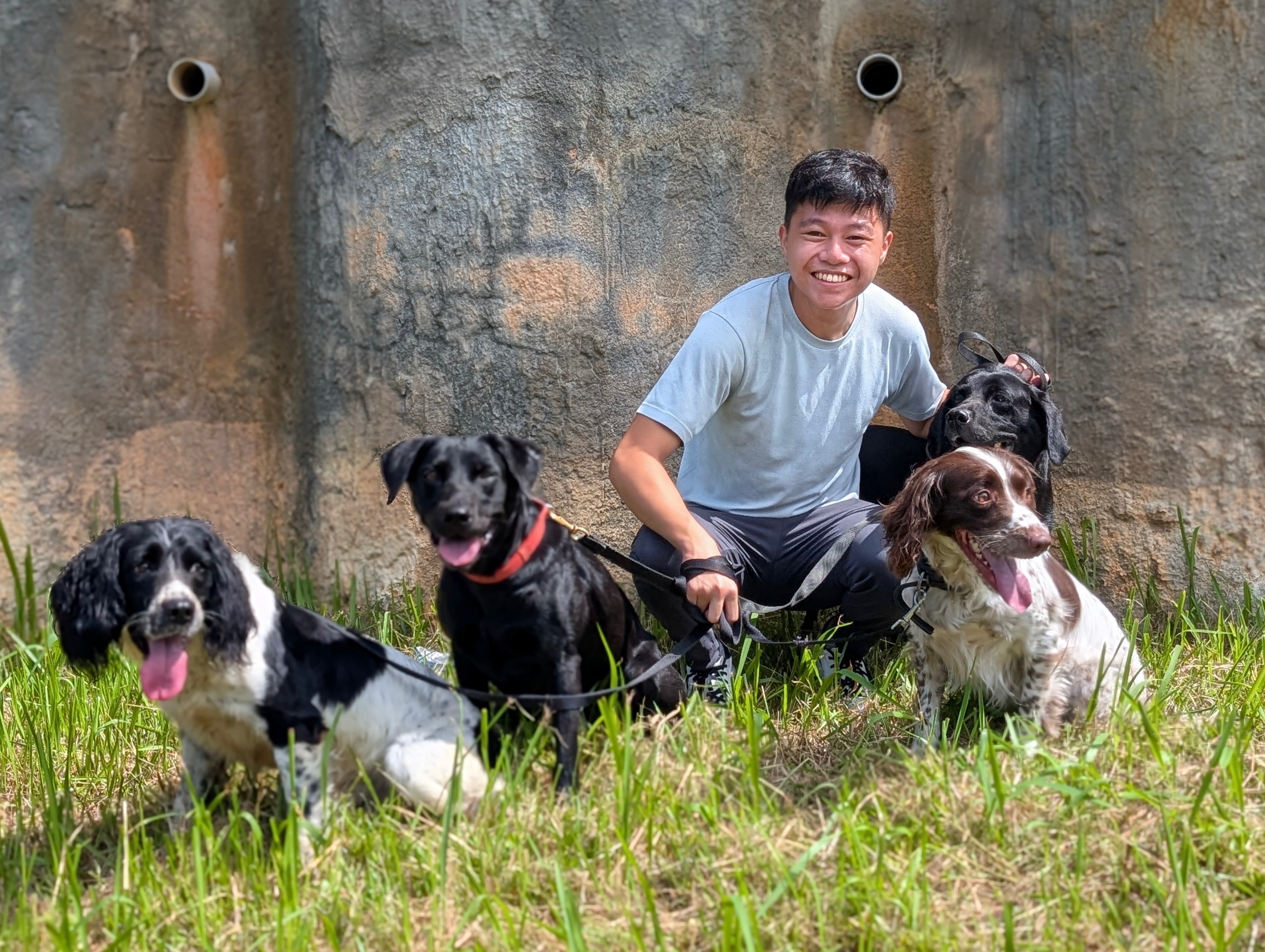 Happy Dogs Petco Daycare Prices Happy Dogs Kennel Training