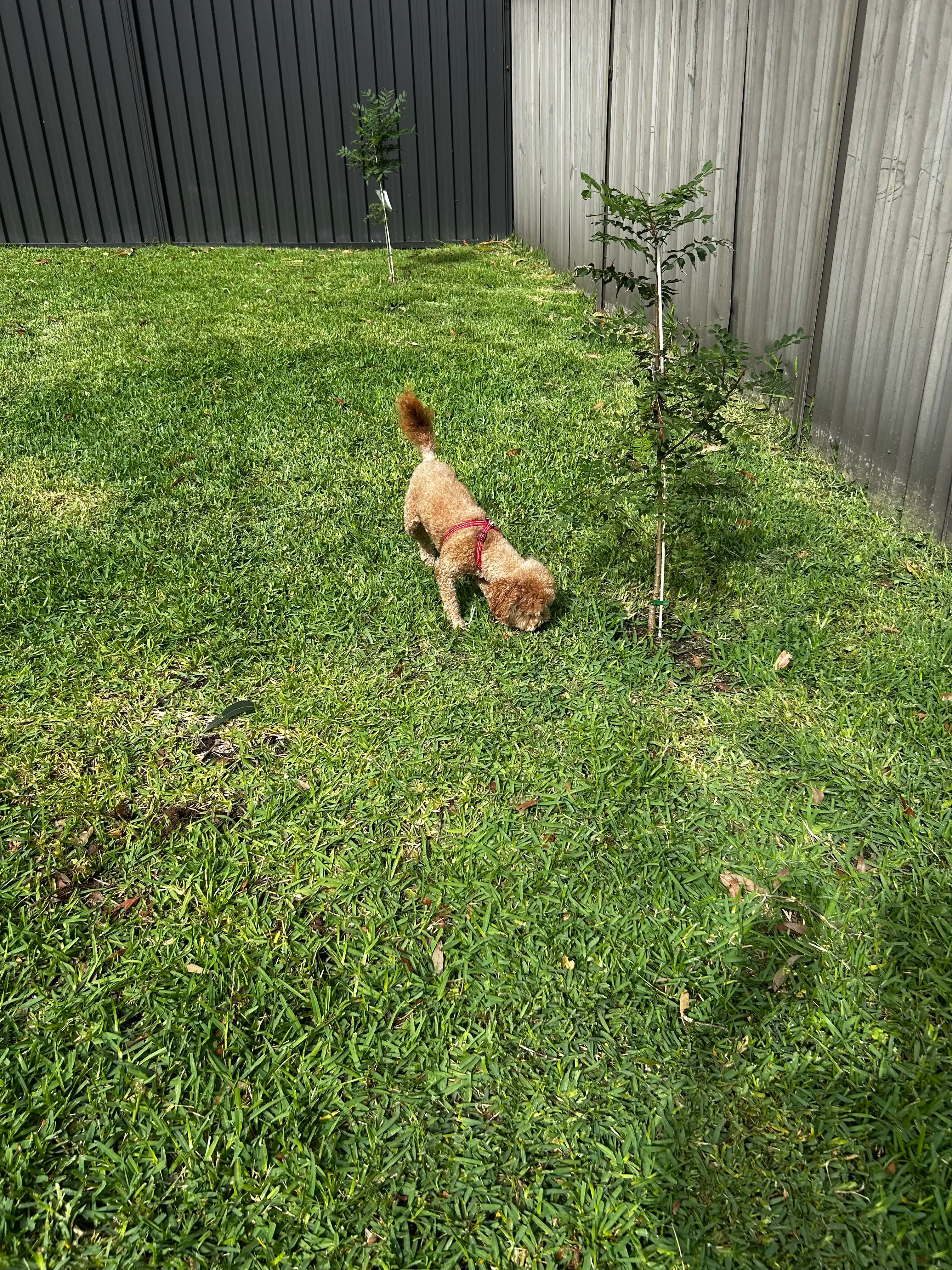 image-15