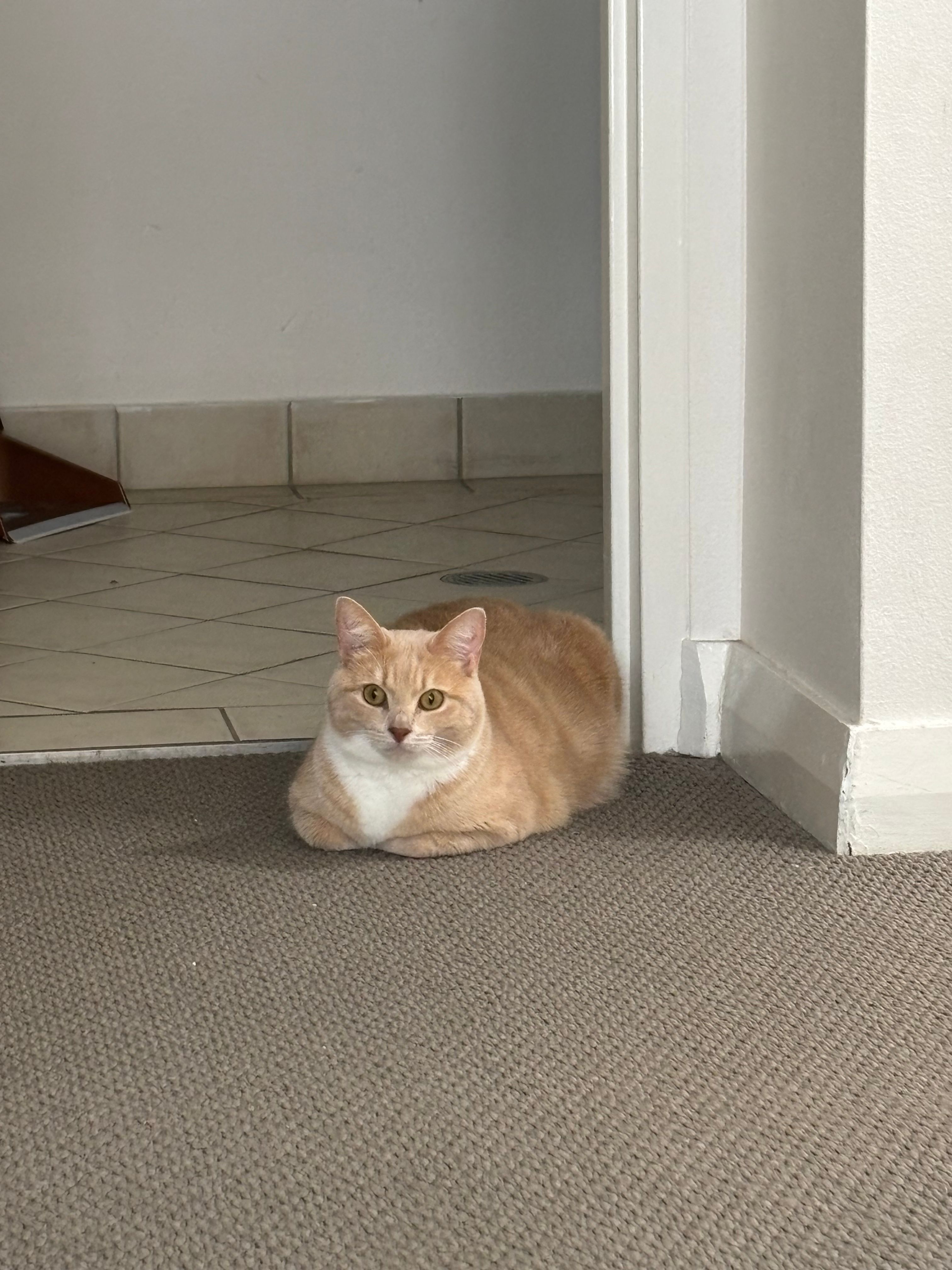 image-7