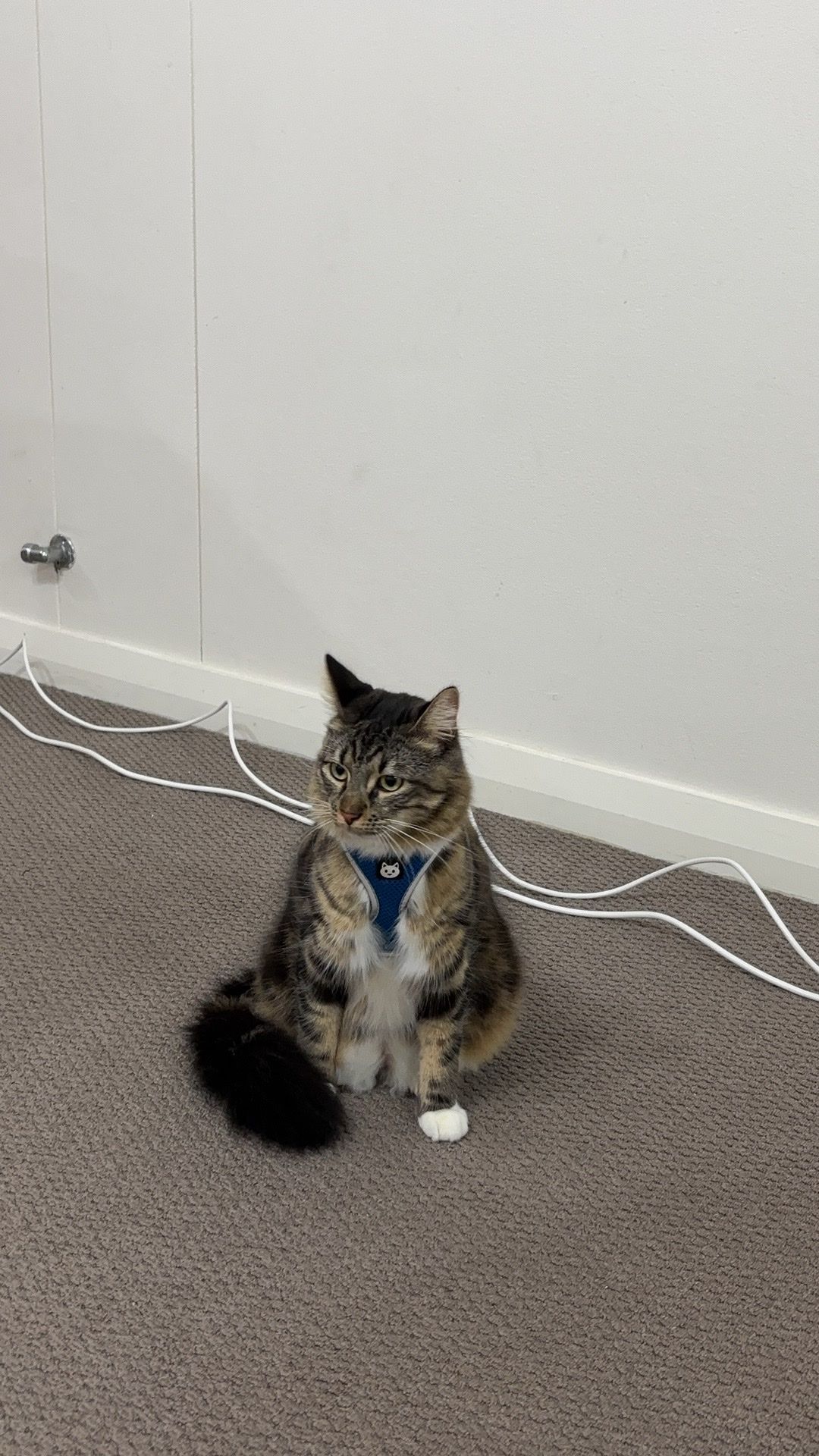 image-16