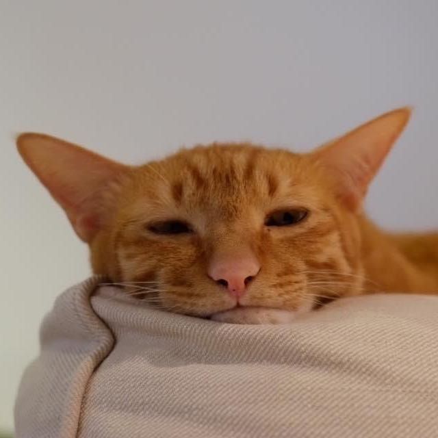 Portrait of Pooh Pooh, the cat