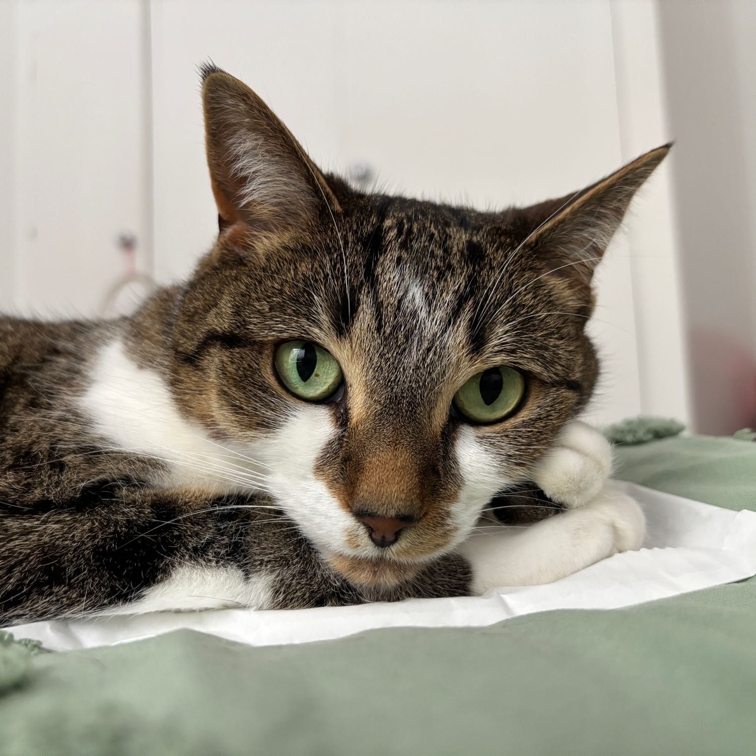 Portrait of Pippa, the cat