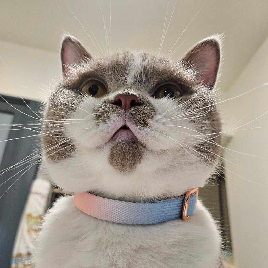 Portrait of Luffy, the cat
