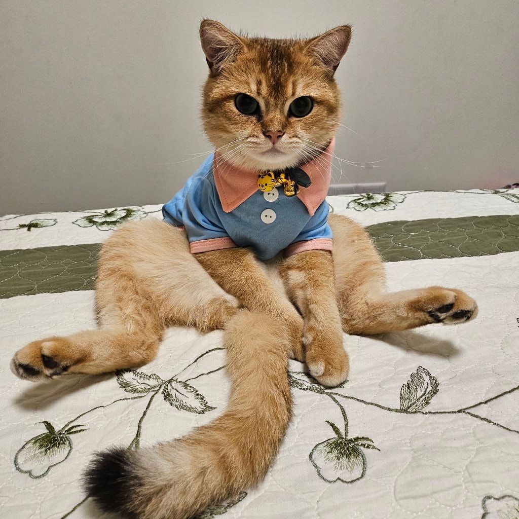 Portrait of Garfy, the cat