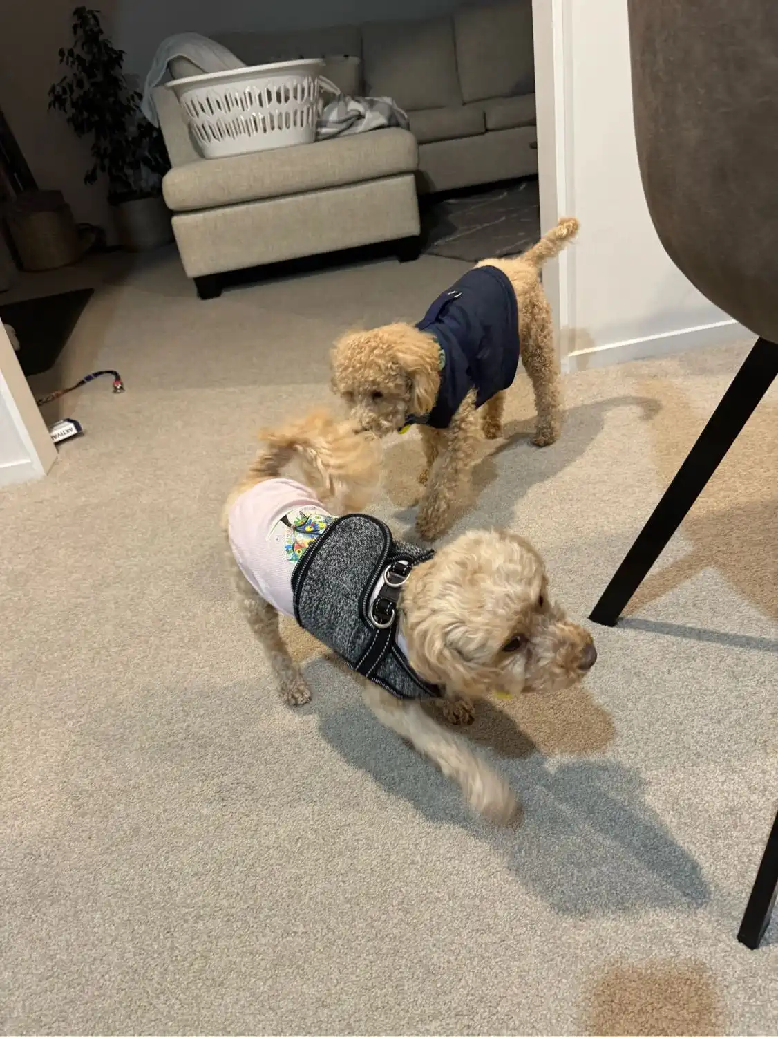 image-18