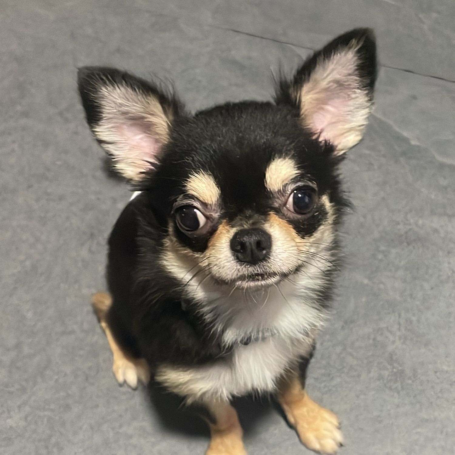 Portrait of Mort, the dog
