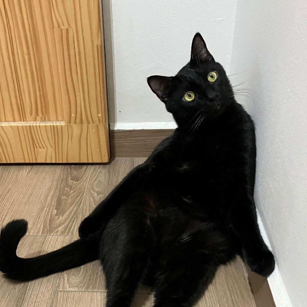 Portrait of Jelly, the cat