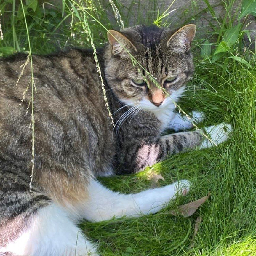 Portrait of Ohana, the cat