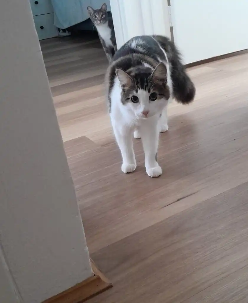 image-8