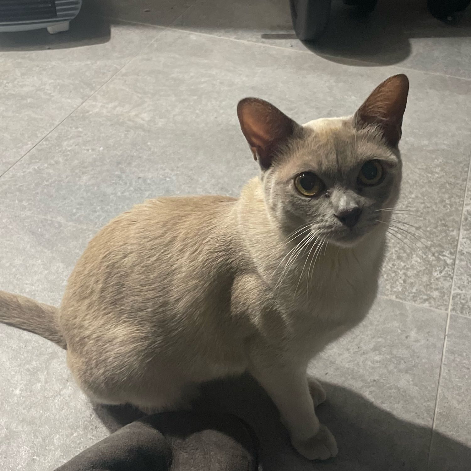 Portrait of Neve, the cat