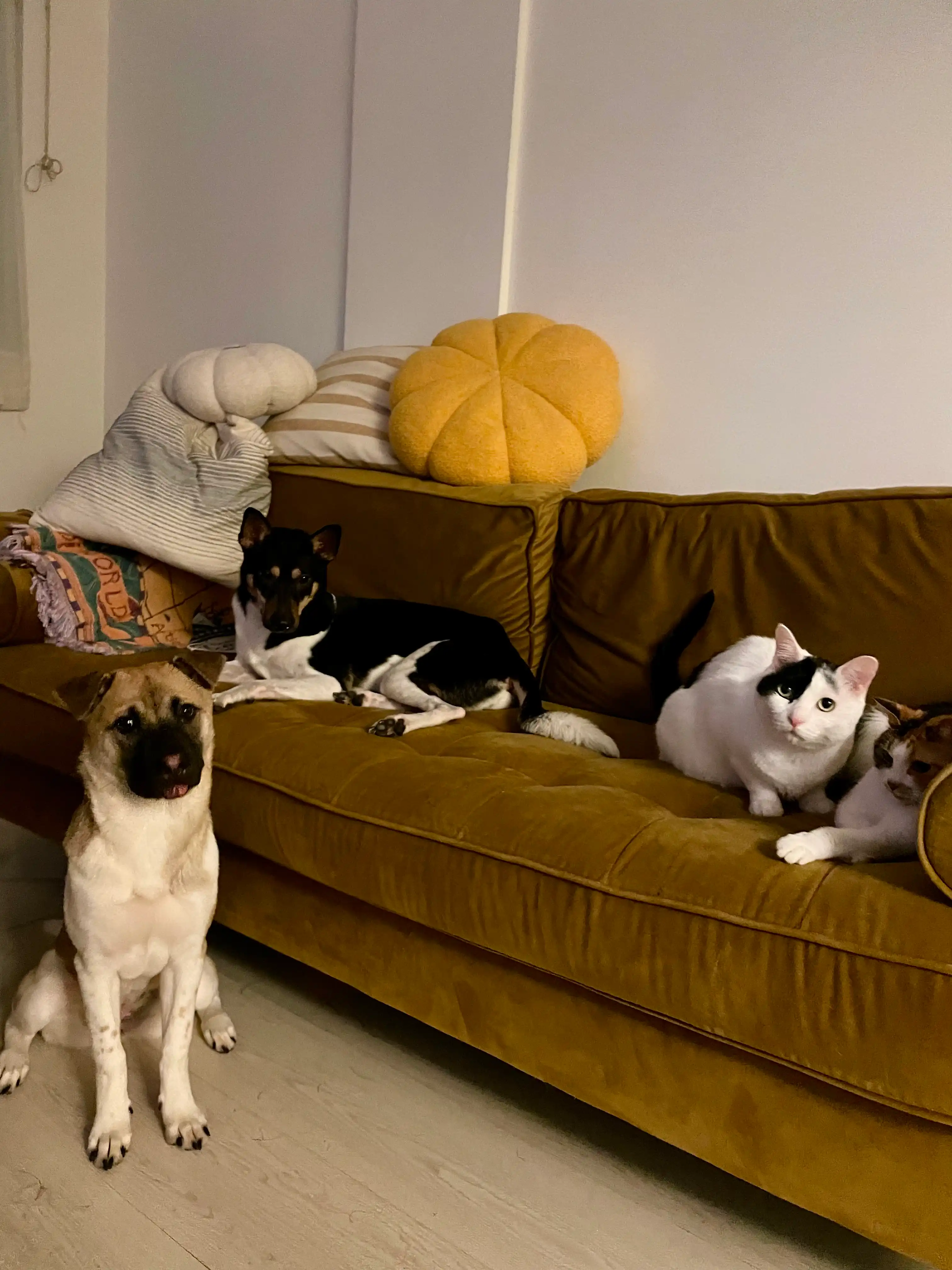 image-18