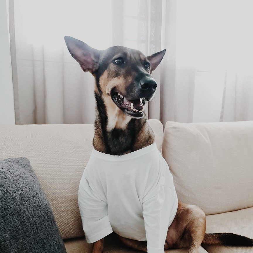 Portrait of DUCHESS, the dog