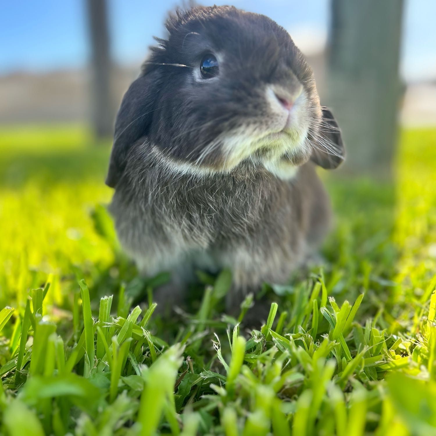Portrait of Costa_Bear, the rabbit