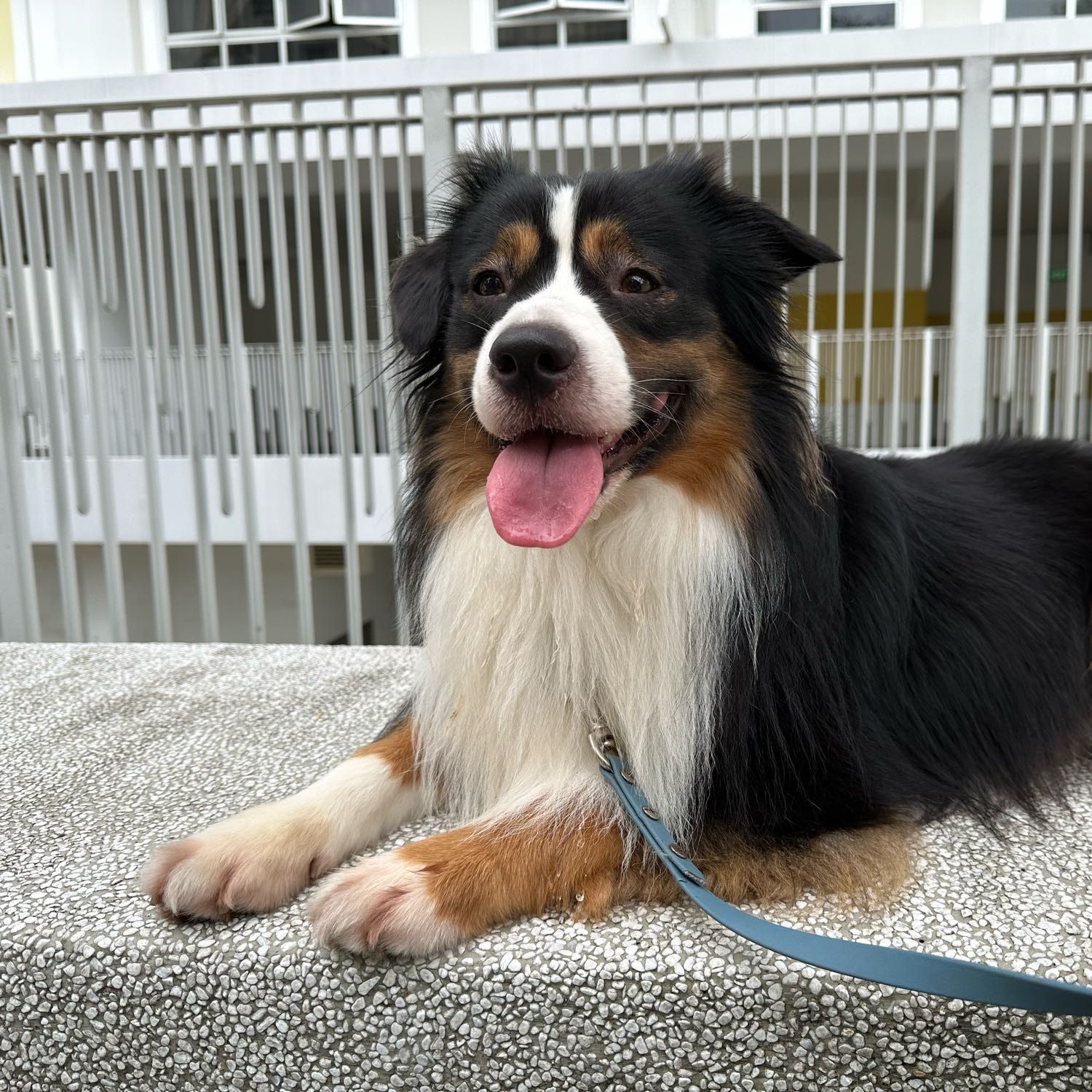 Portrait of Nimbus, the dog