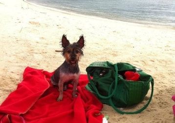 Portrait of Bebe, the dog