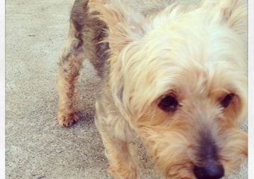 Portrait of Scabbie, the dog
