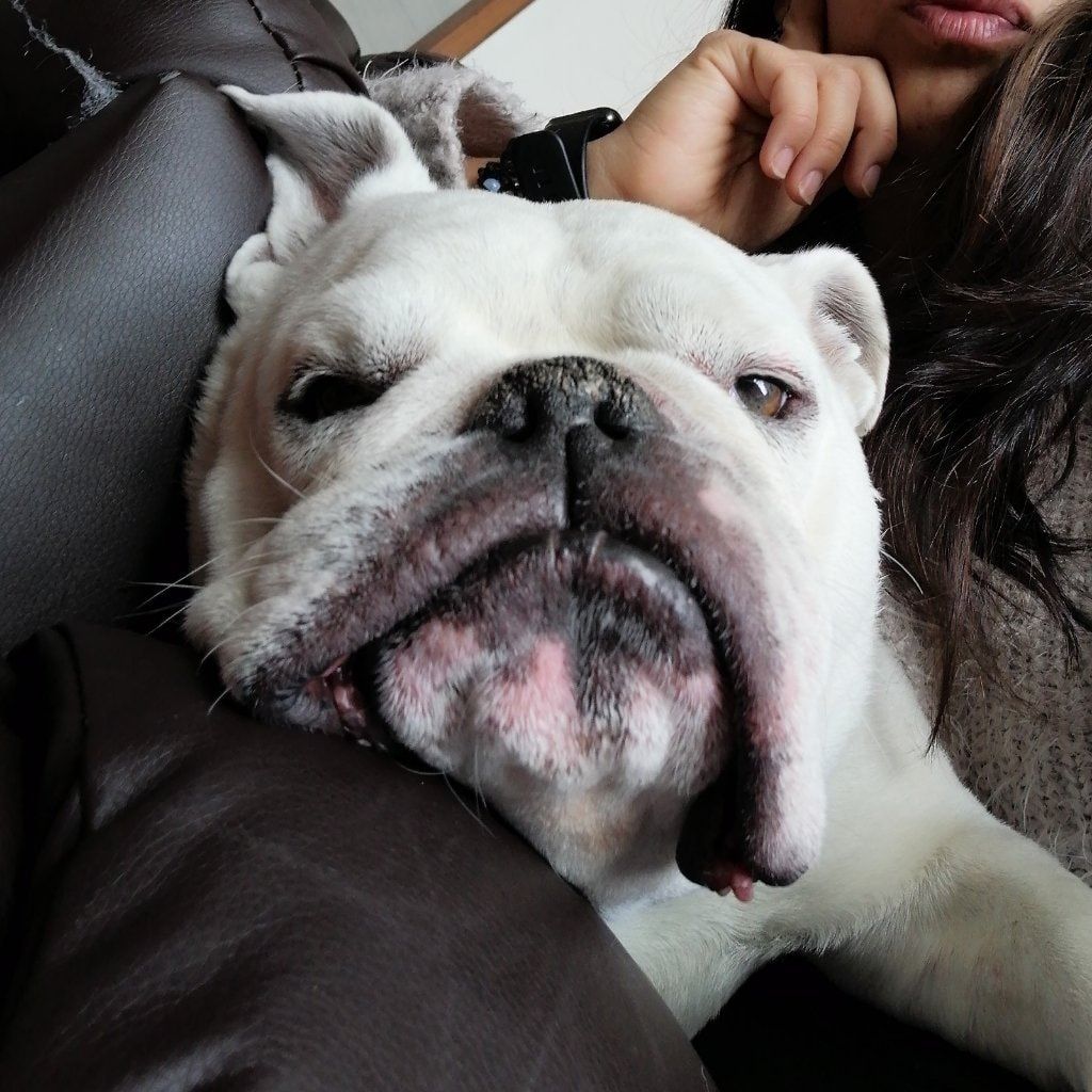 Portrait of Pancho , the dog