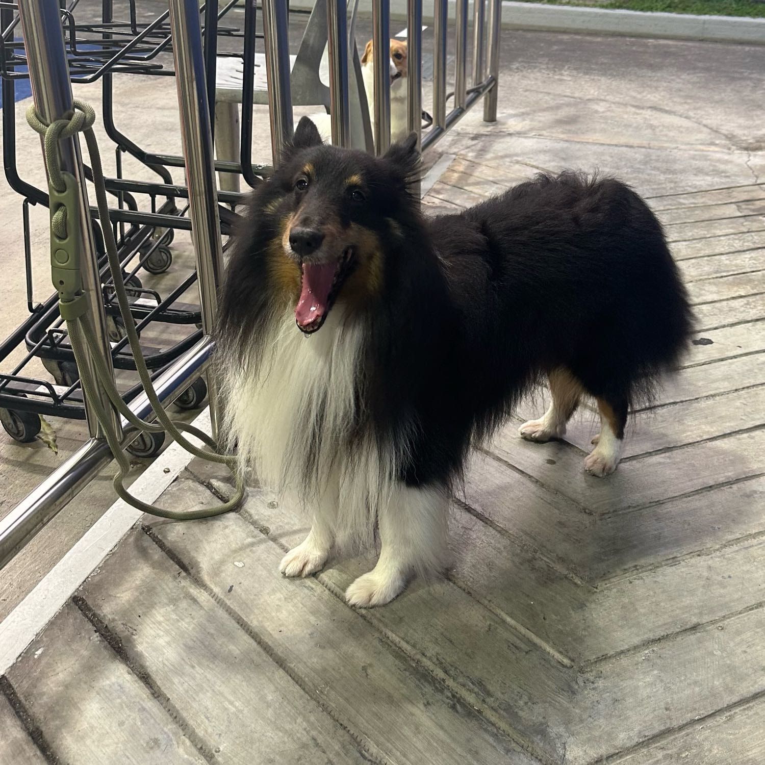 Portrait of Harry, the dog