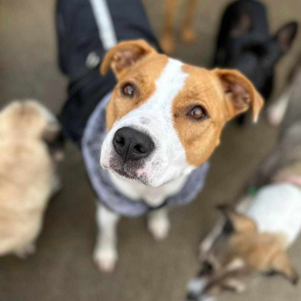 Portrait of Aria, the dog