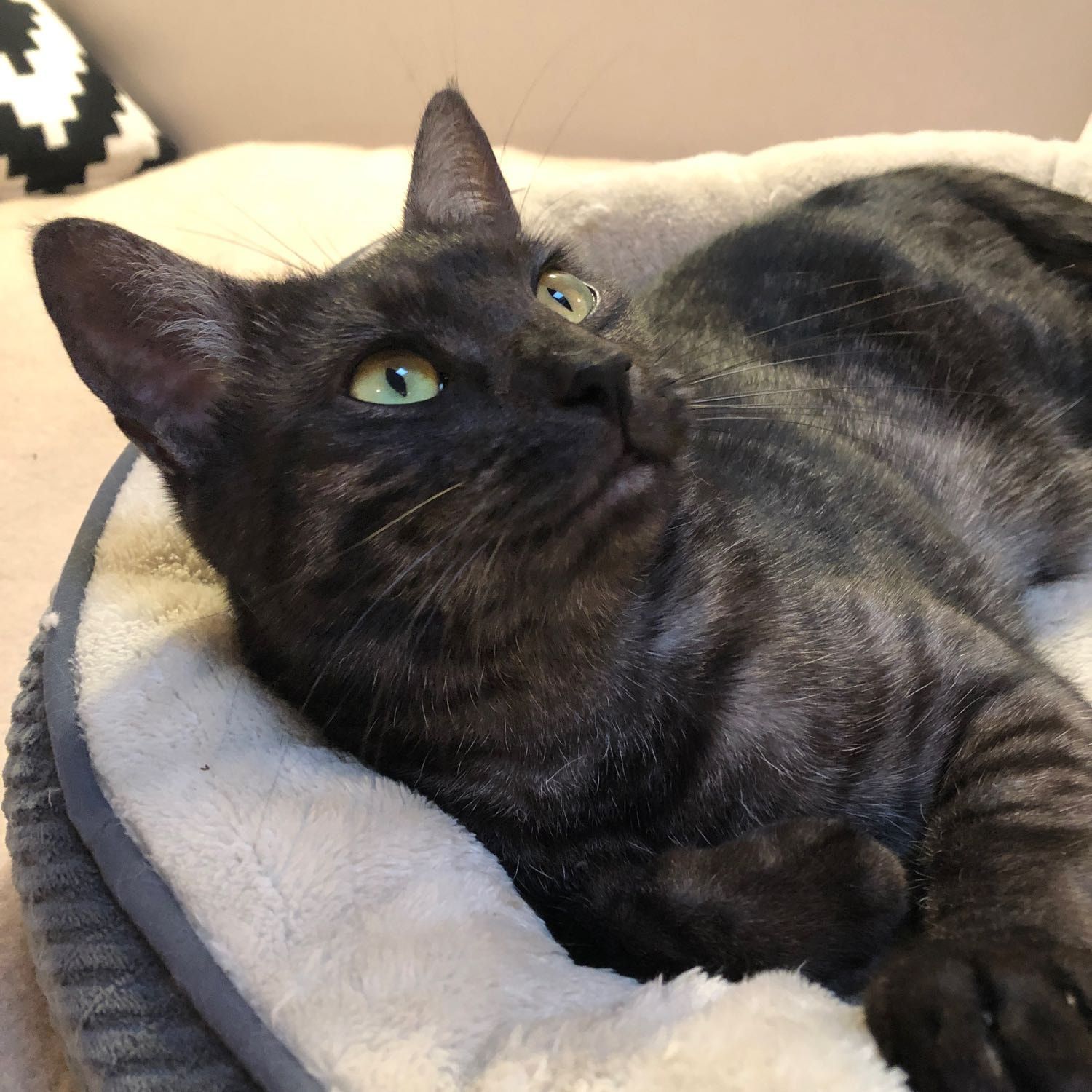 Portrait of Lacey, the cat