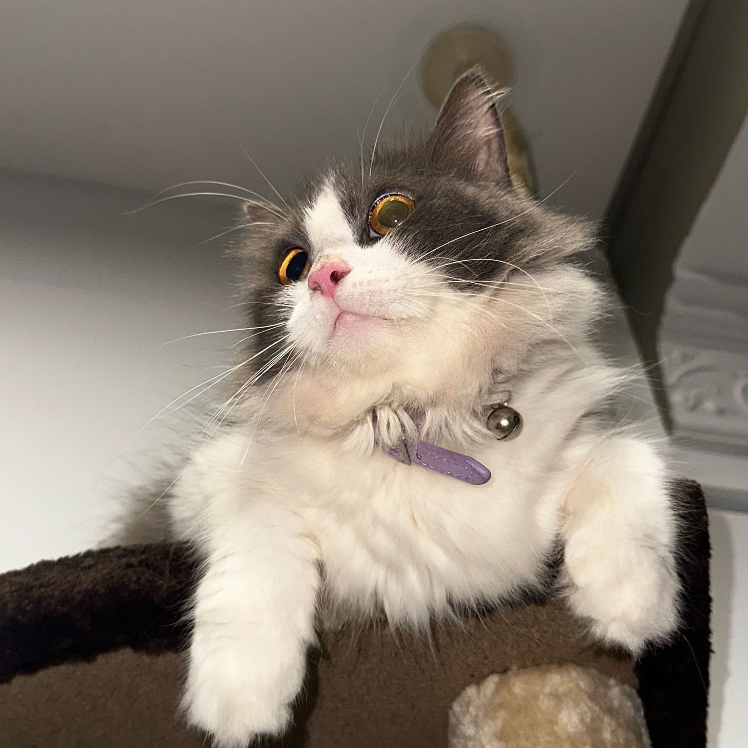 Portrait of Cloudy ☁️ , the cat