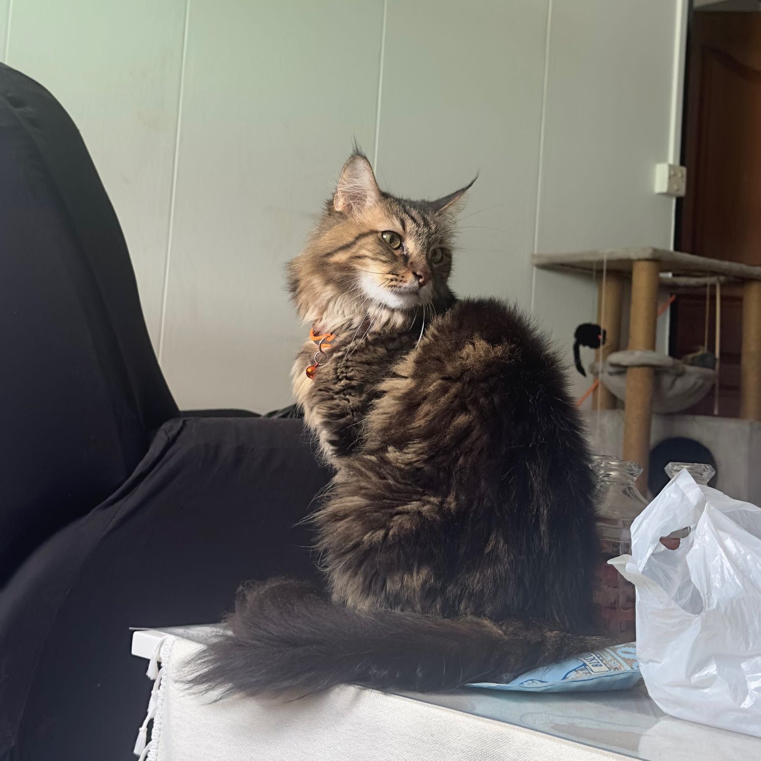 Portrait of Muezza, the cat