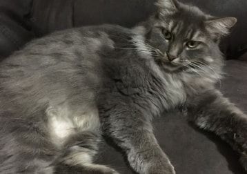Portrait of Goosie, the cat