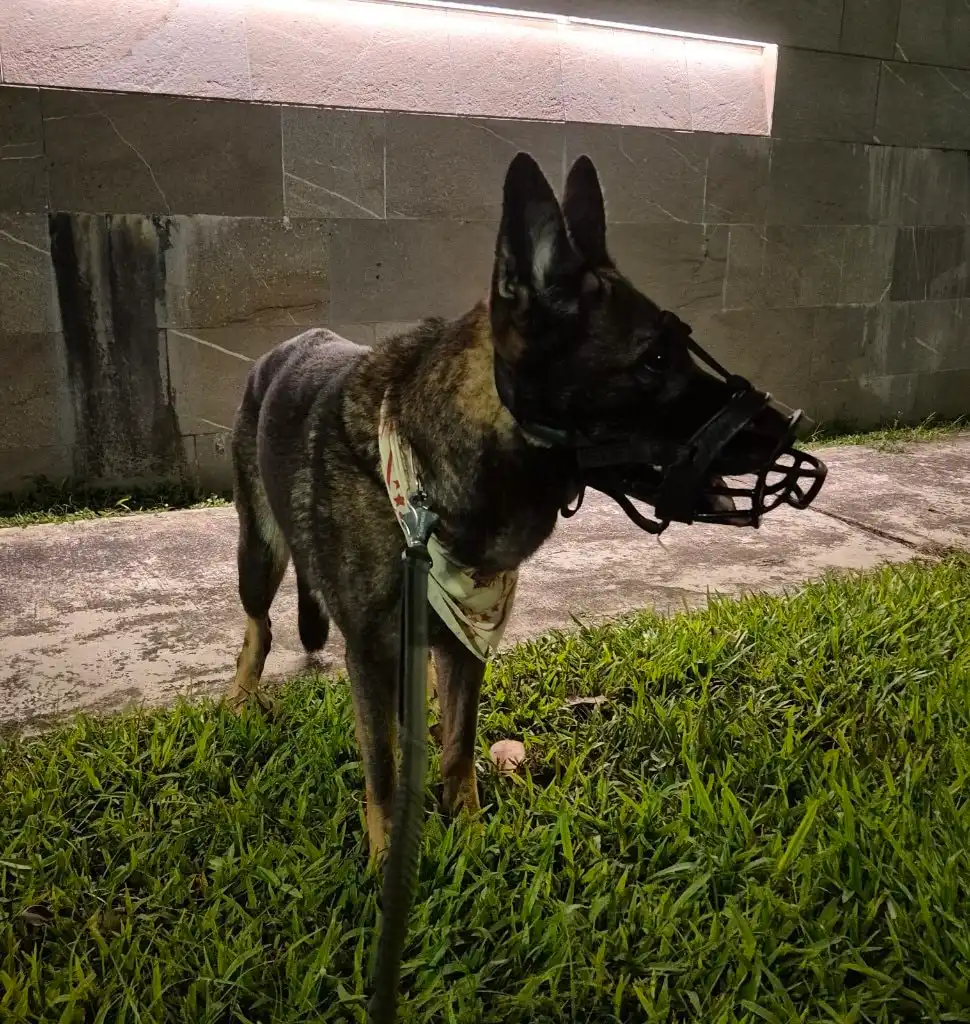 image-11