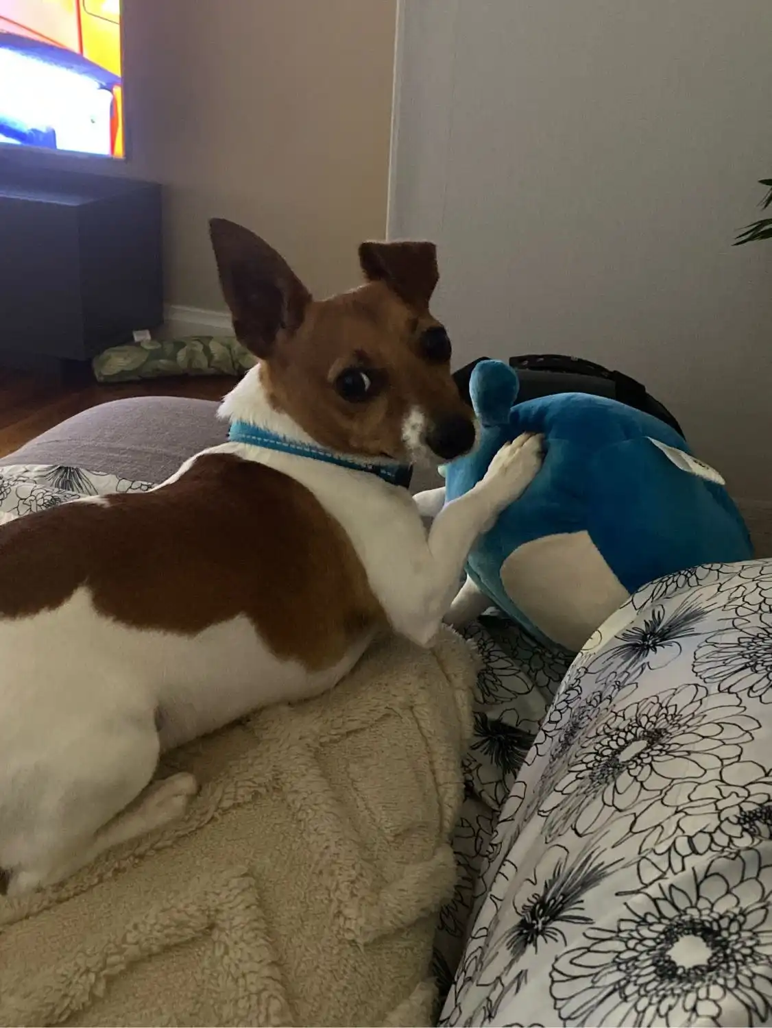 image-12
