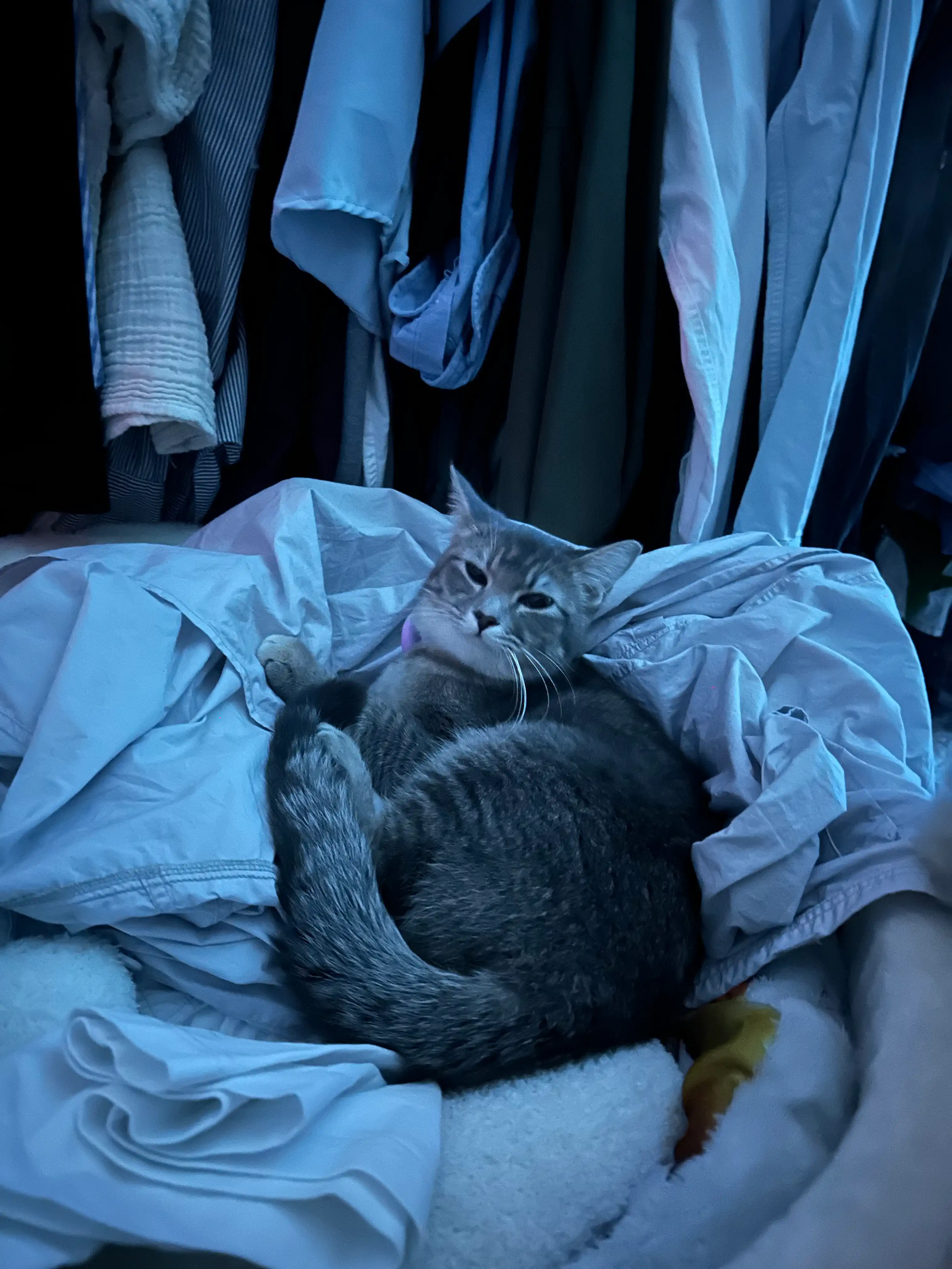 image-11