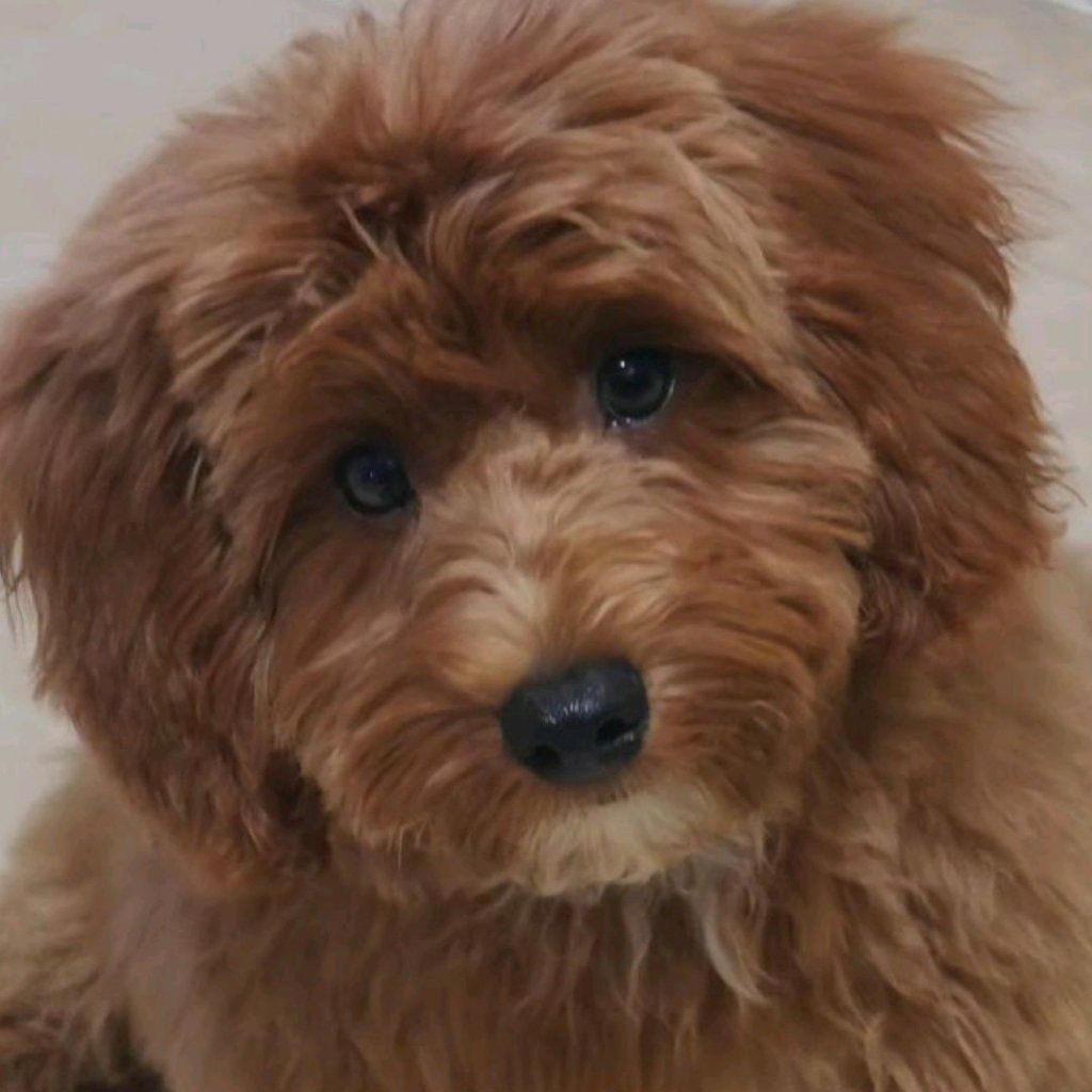 Portrait of Peanut, the dog