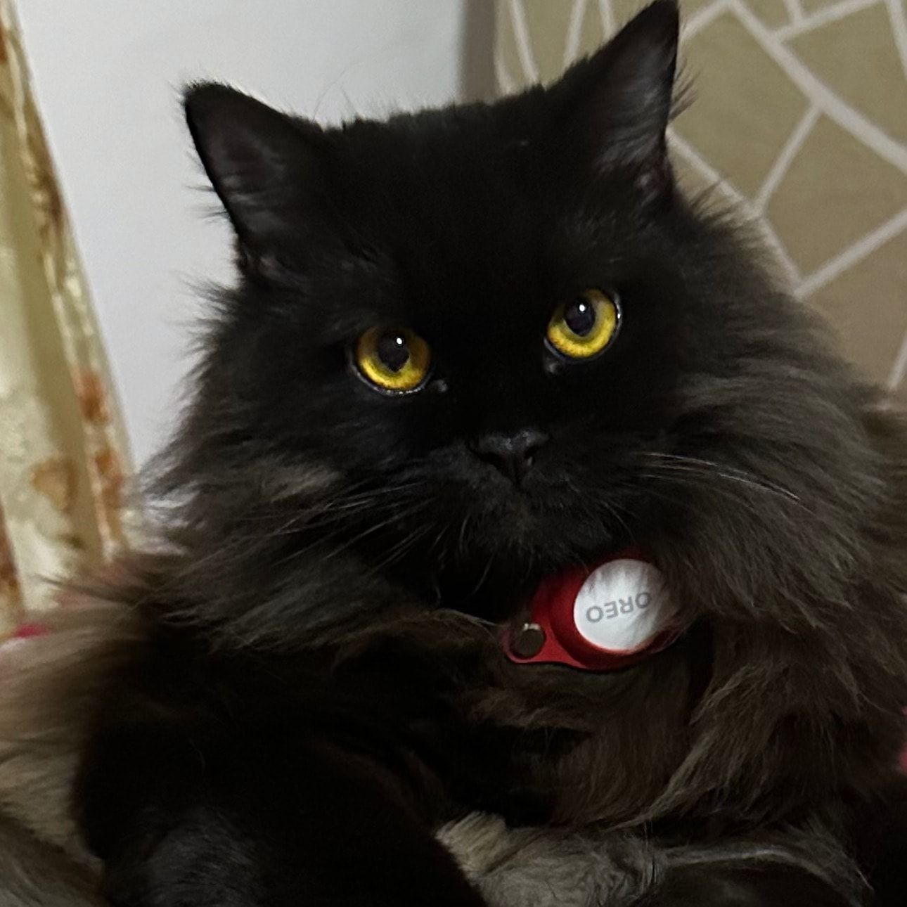 Portrait of Oreo, the cat