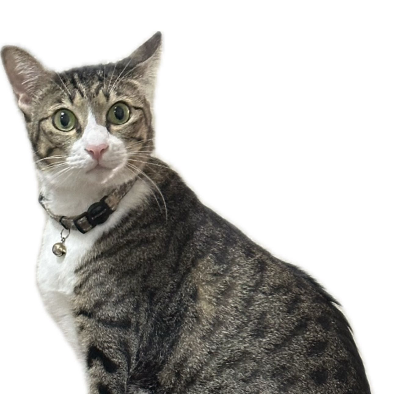 Portrait of Kecik, the cat