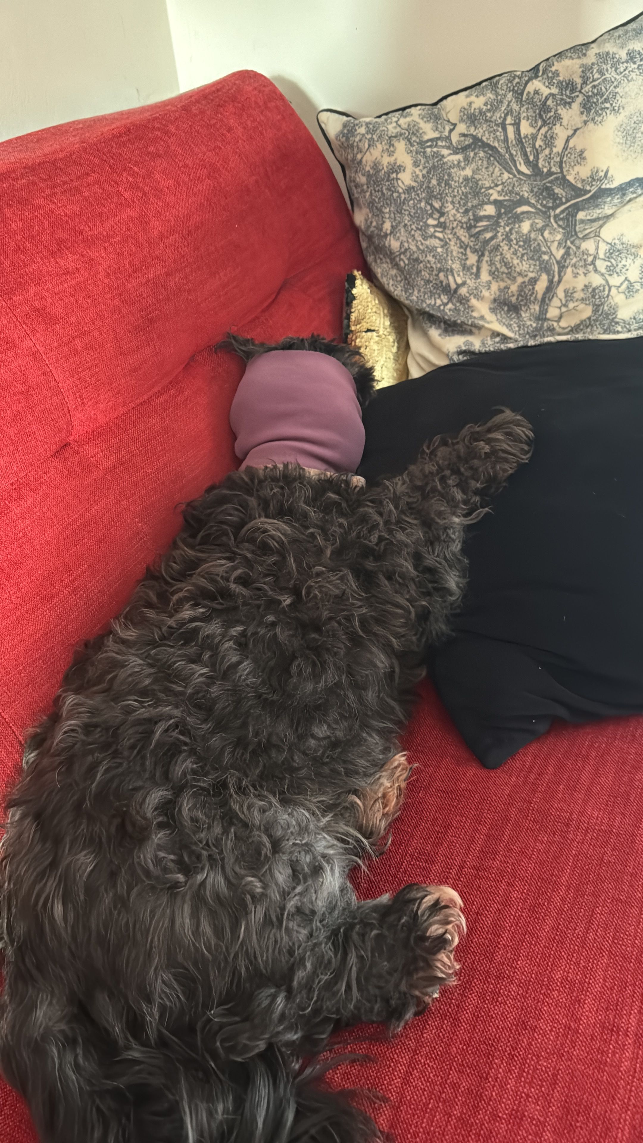 image-11