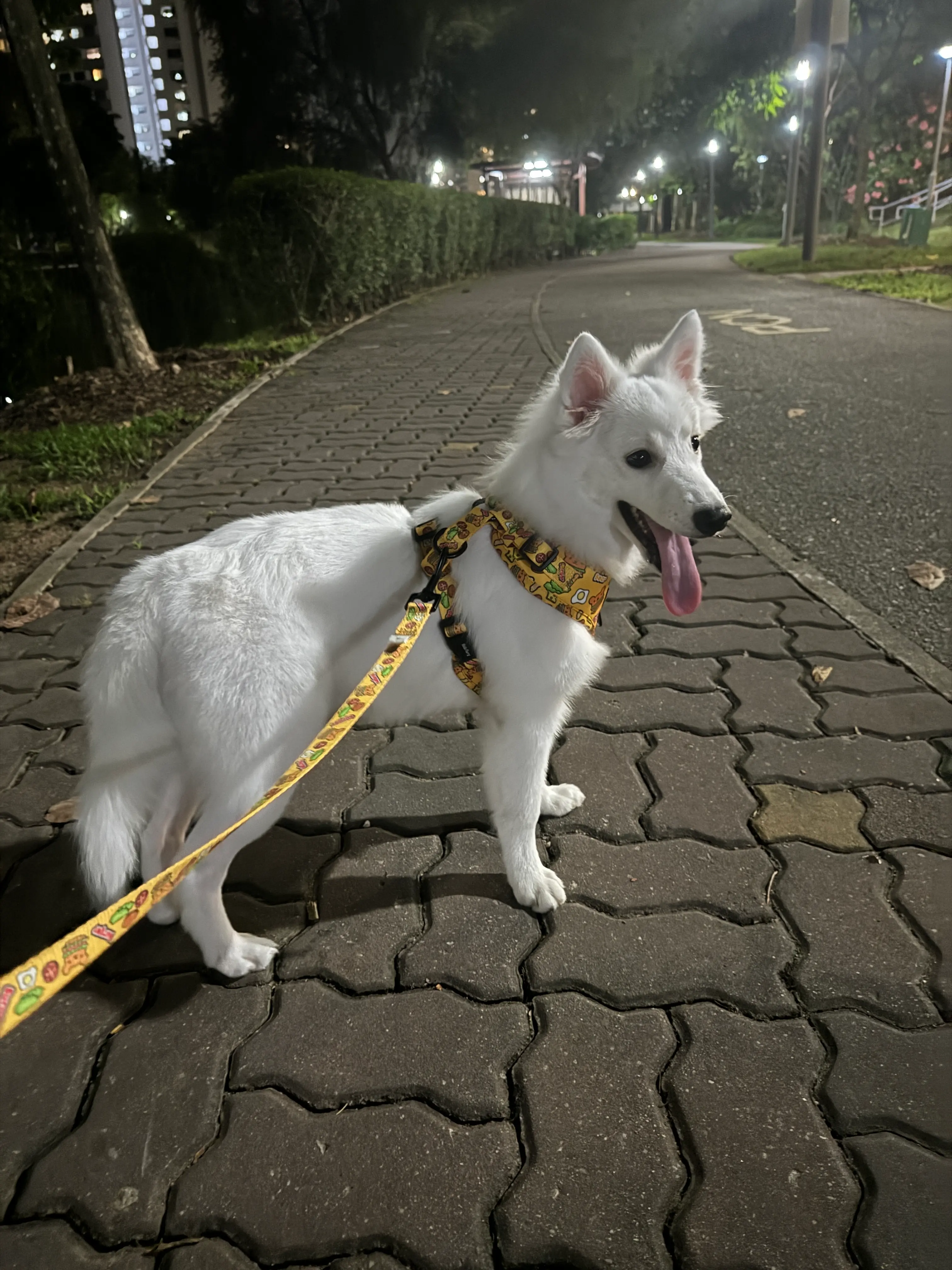 image-4