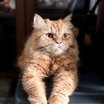 Portrait of Yumi, the cat