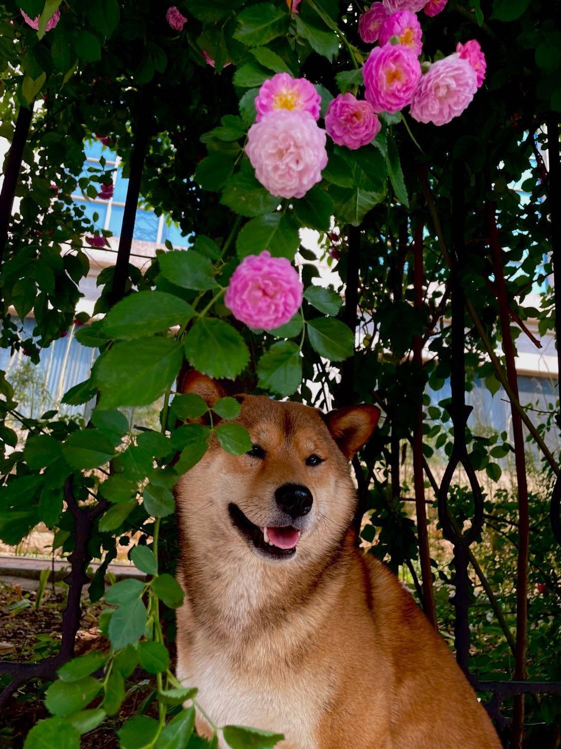 image-6