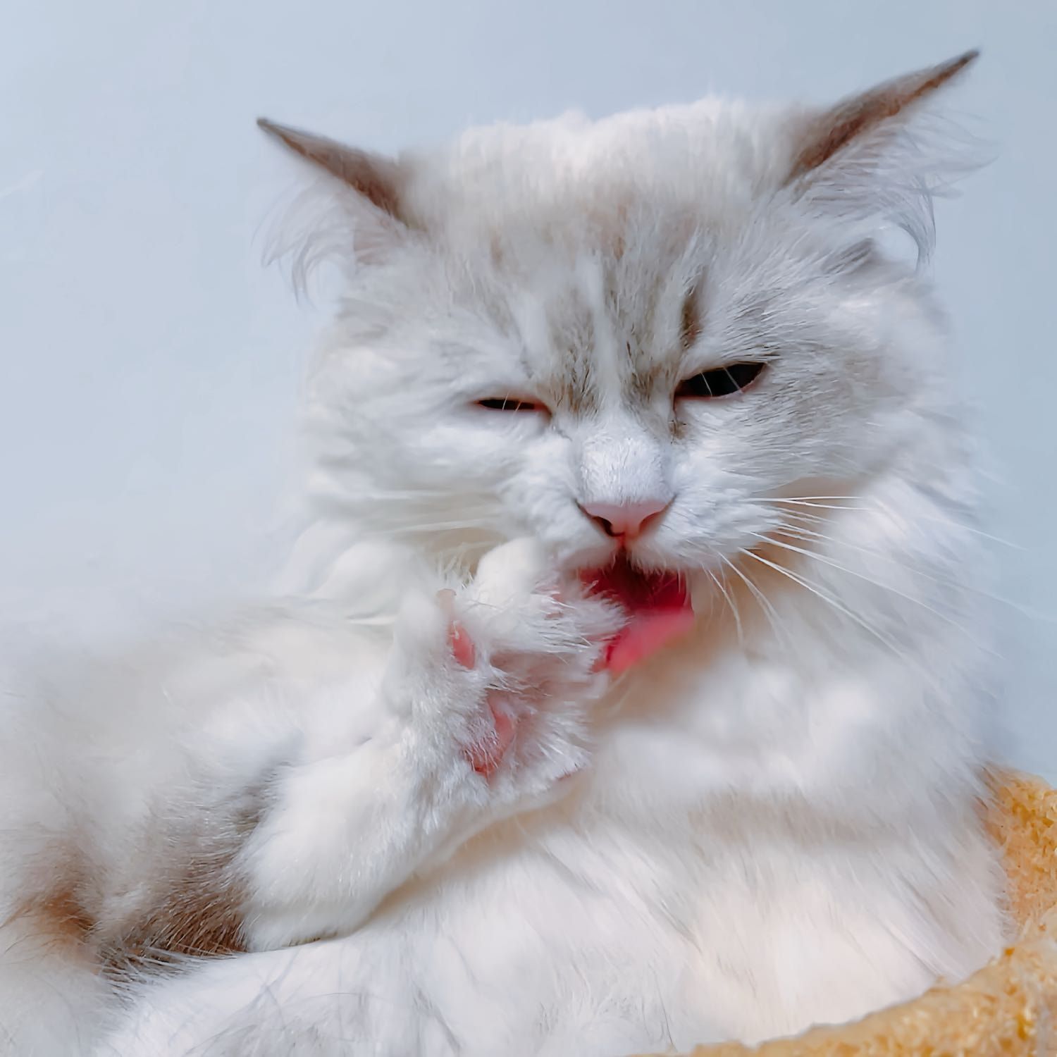 Portrait of Mie mie, the cat