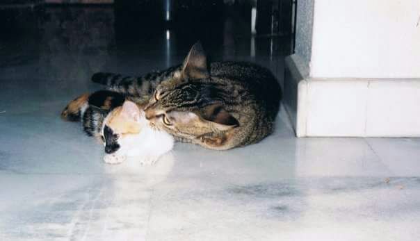 image-3