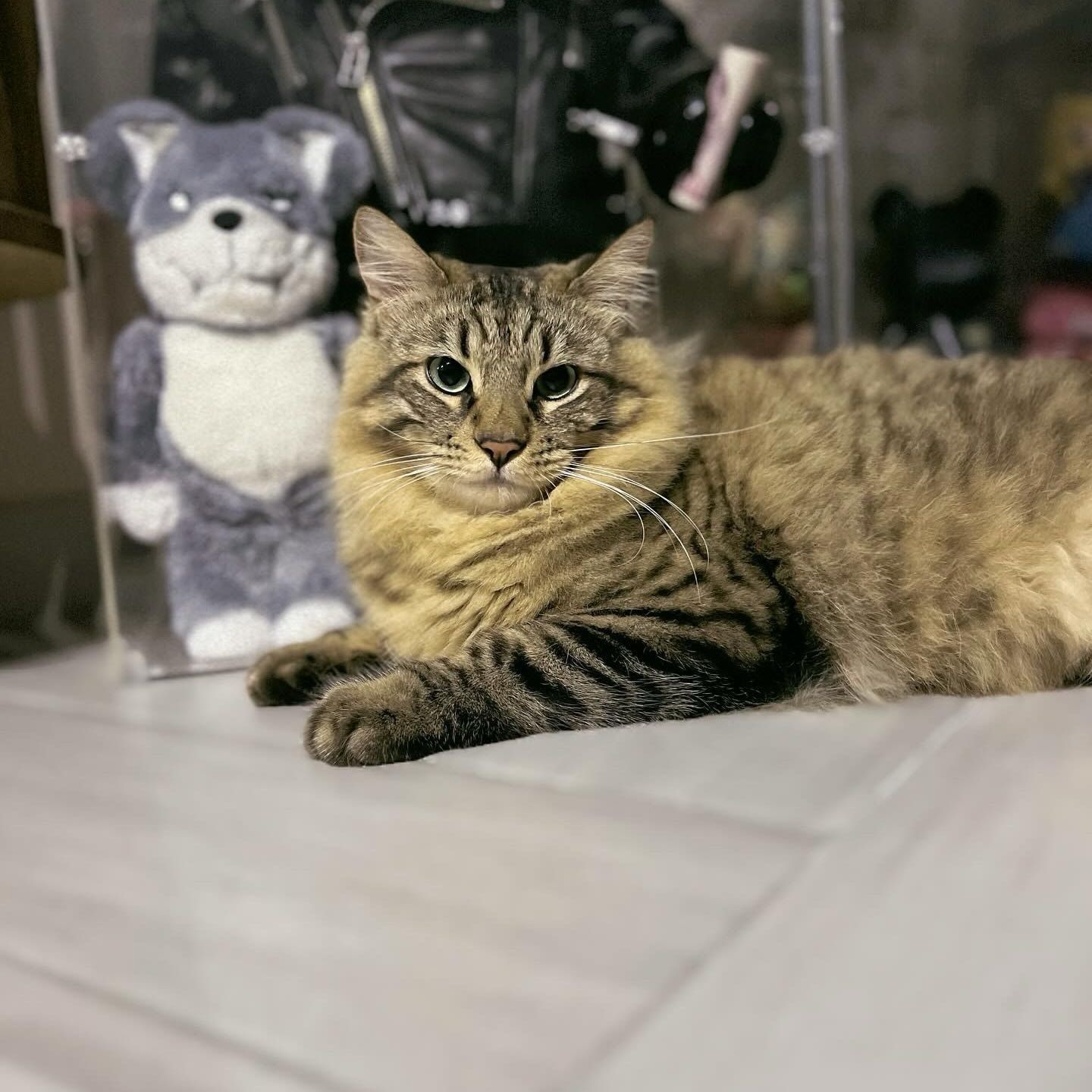 Portrait of Cosmo, the cat